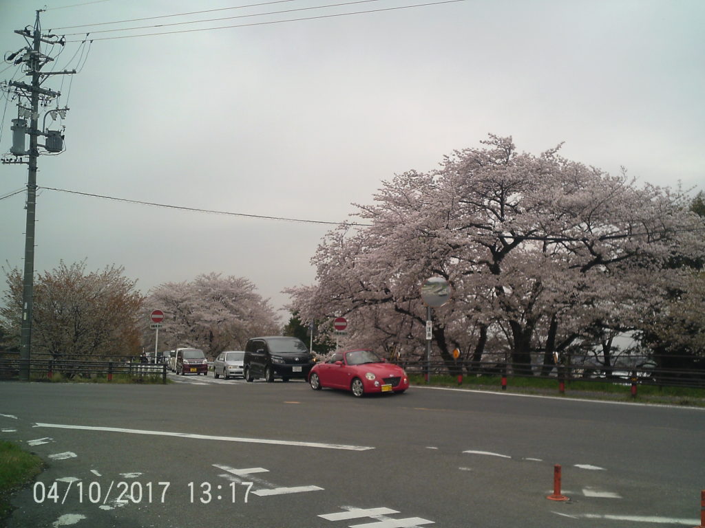 １３８パーク桜2
