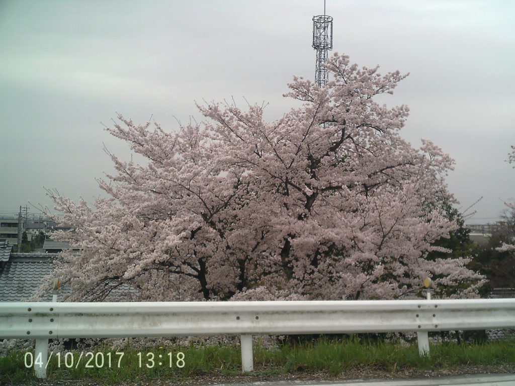 １３８パーク桜4