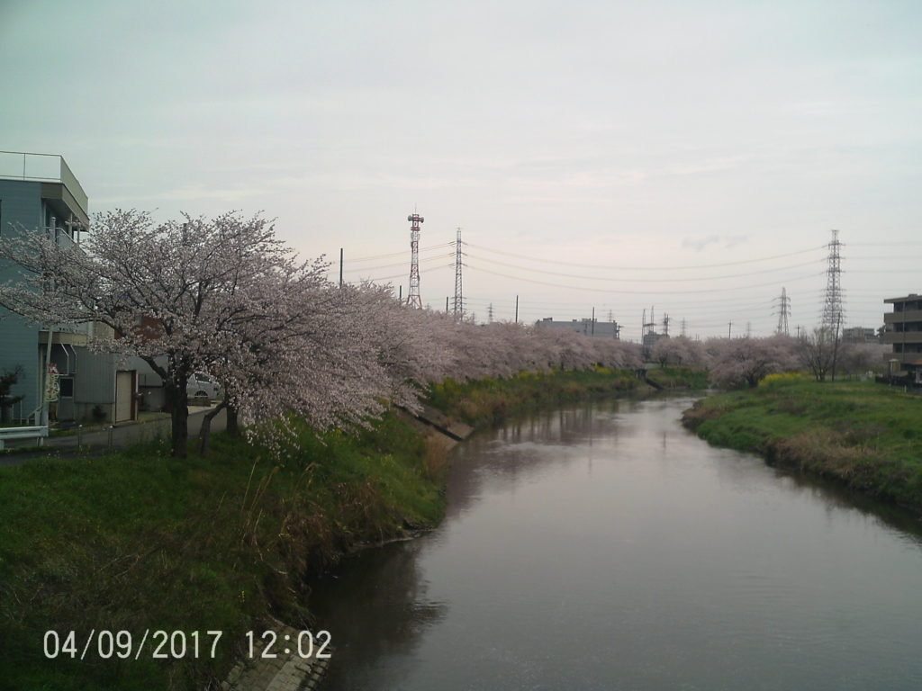 トップワン岩倉店桜5